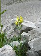 Linaria Bergamasca (2)